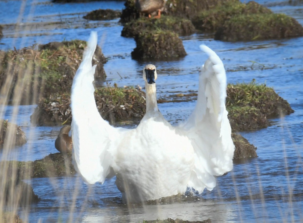 Trumpeter Swan - ML280806811