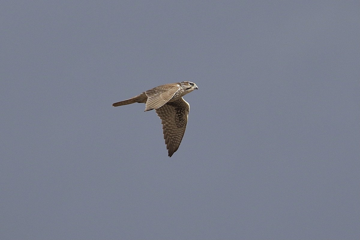 Prairie Falcon - Russ Morgan