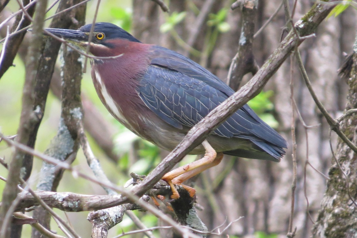 Green Heron - ML28080781