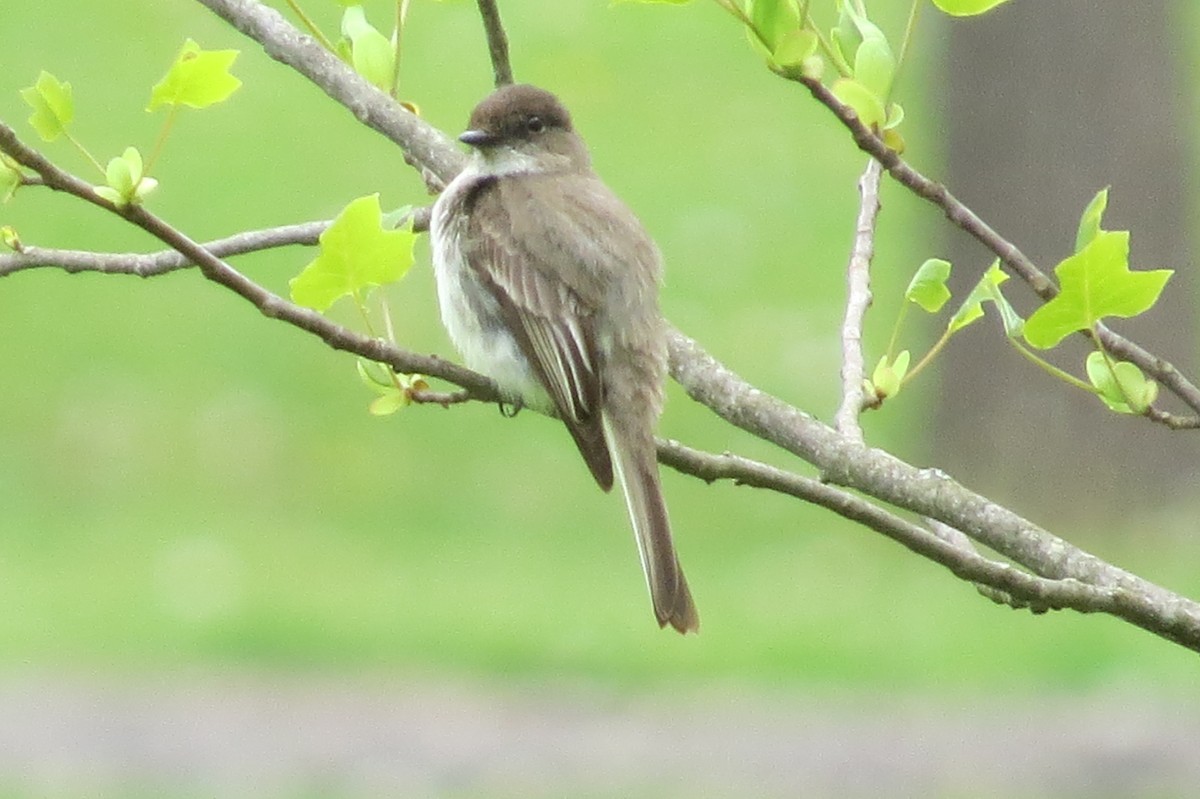 Eastern Phoebe - ML28080801