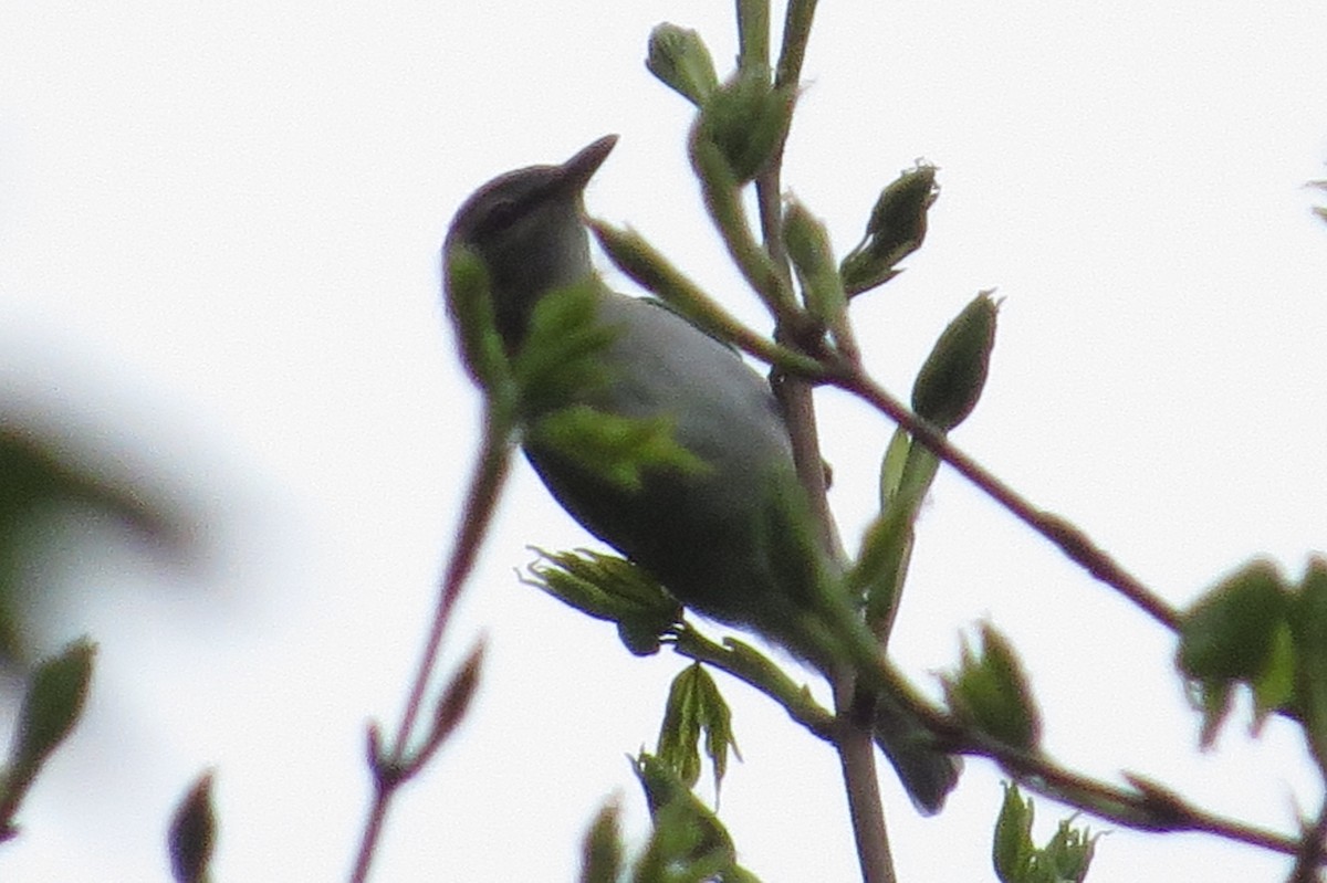 Red-eyed Vireo - Alan Green