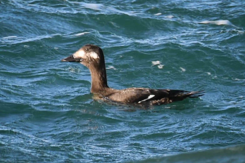 White-winged Scoter - Alan OHeron