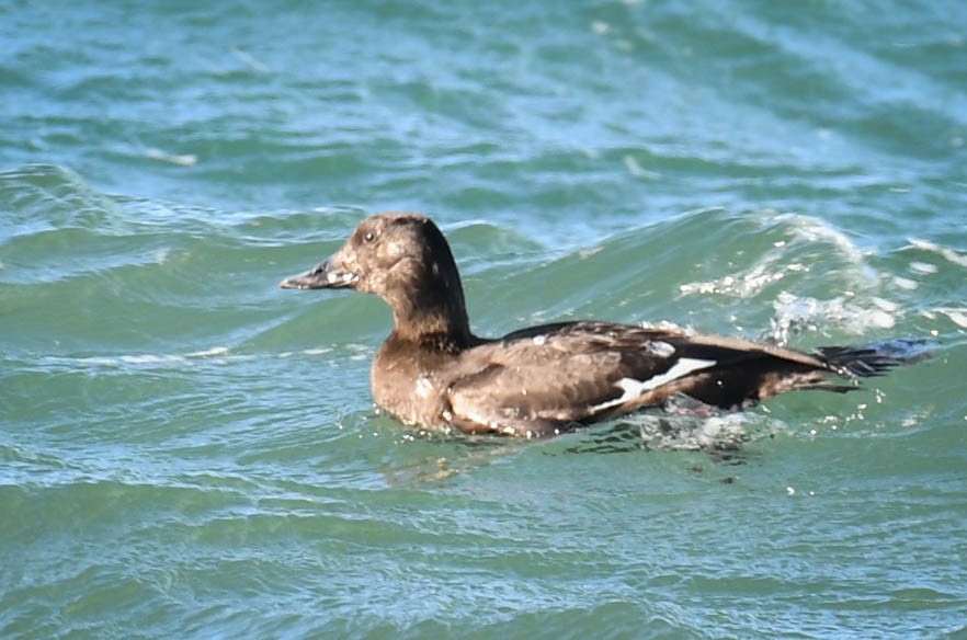 White-winged Scoter - ML280809601