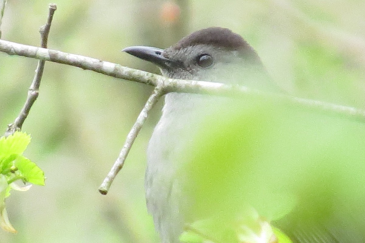 Gray Catbird - ML28081001