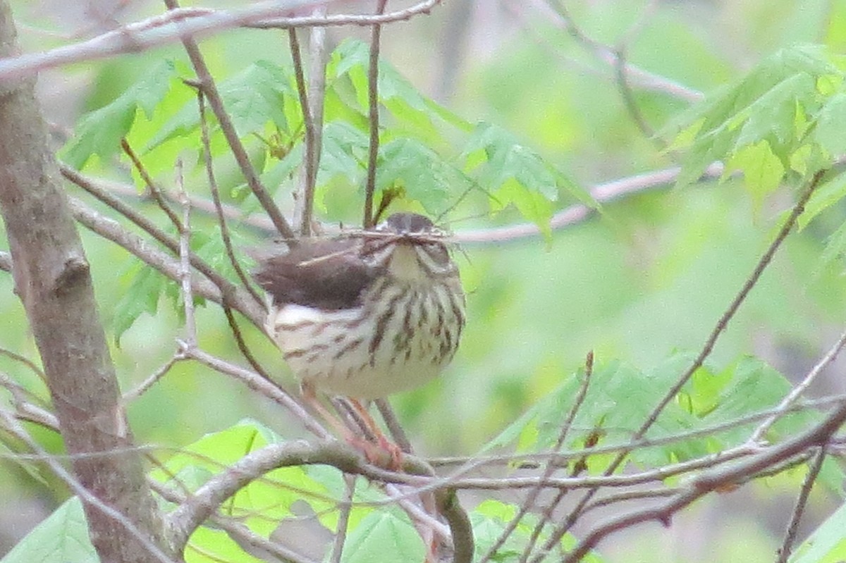 Reinita Charquera de Luisiana - ML28081091