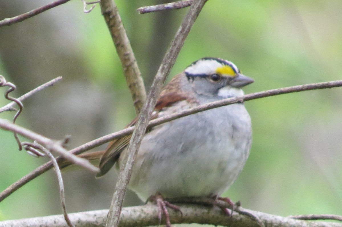 White-throated Sparrow - ML28081191