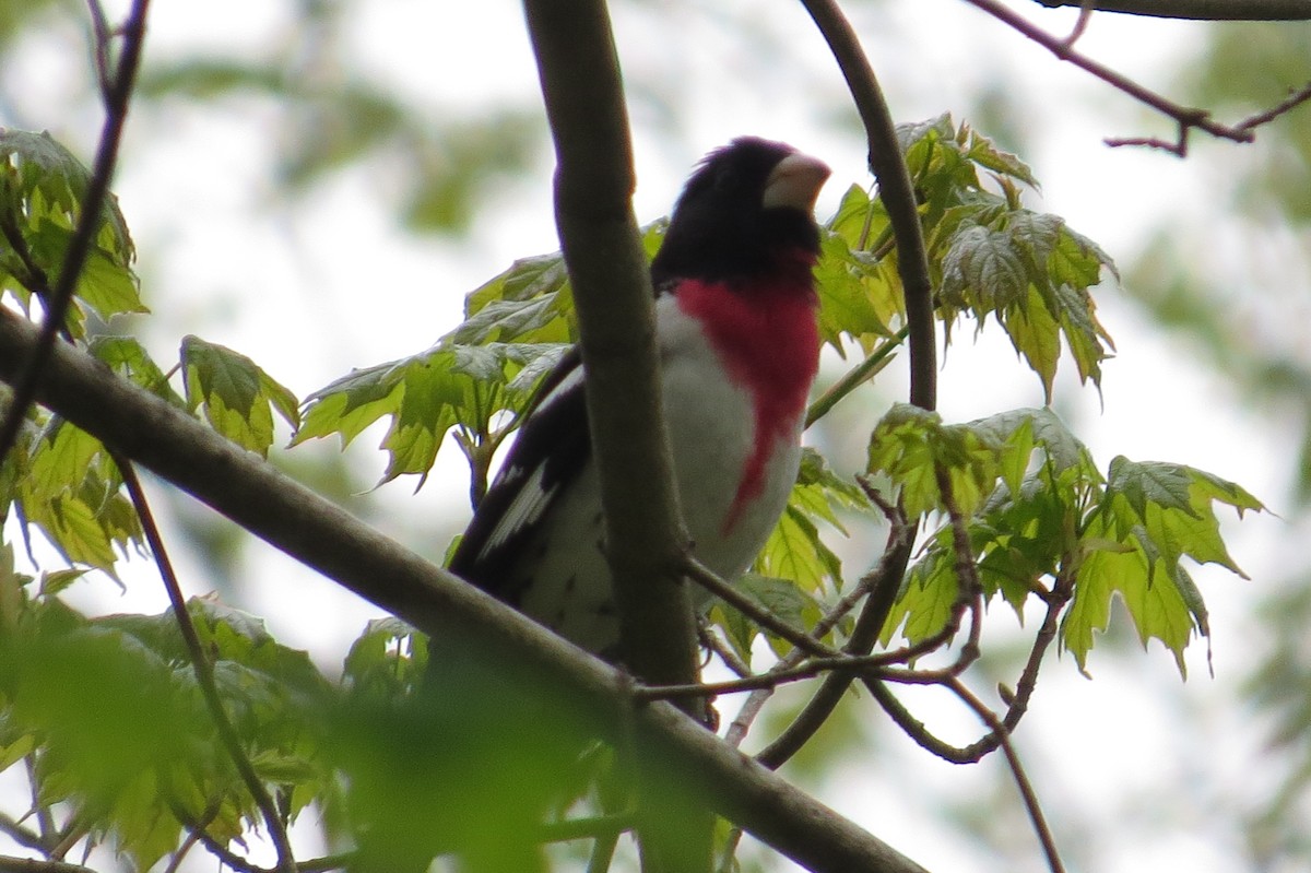 Rose-breasted Grosbeak - Alan Green