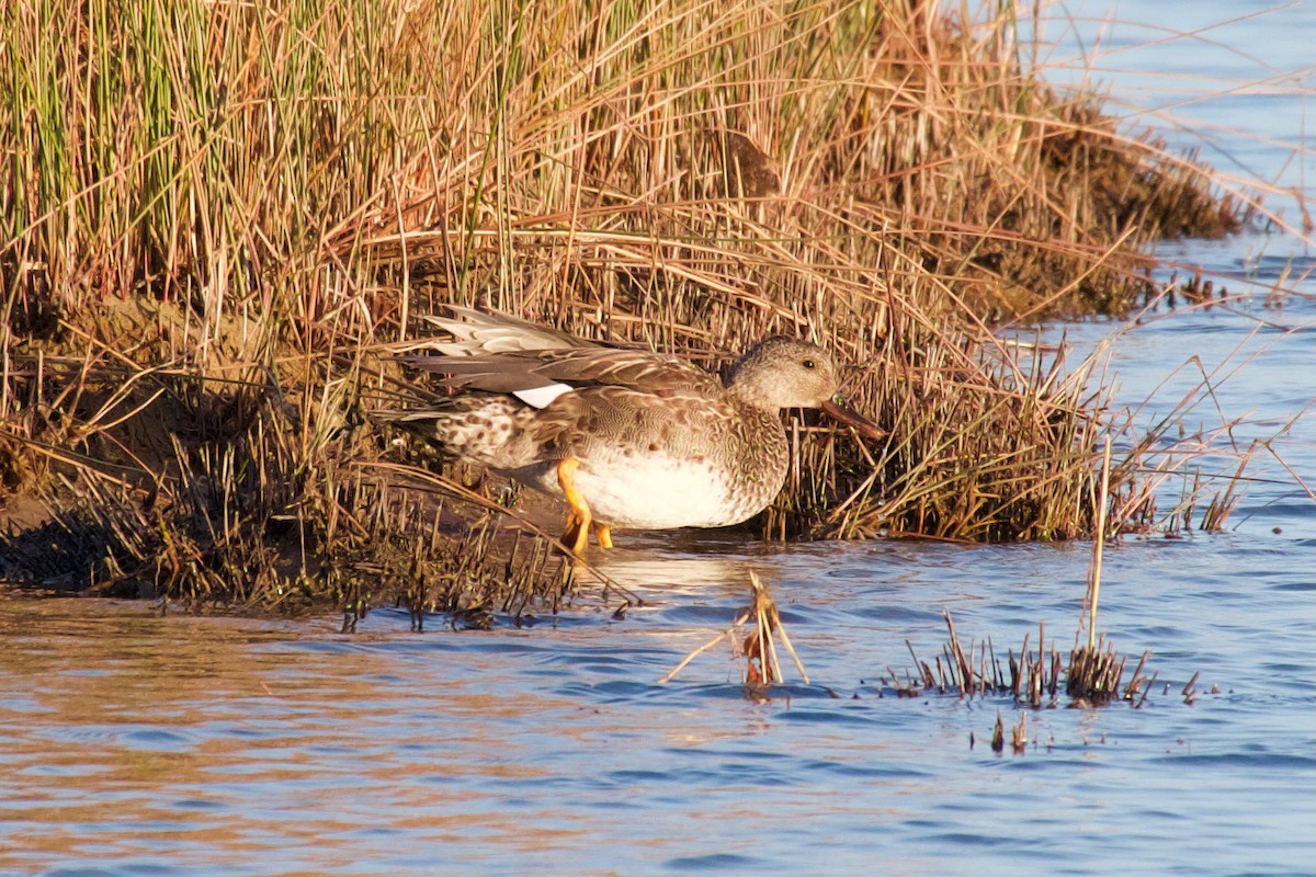 Canard chipeau - ML280814651