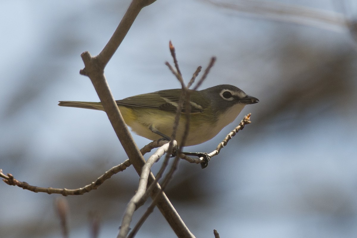 Blue-headed Vireo - Jean-Sébastien Mayer