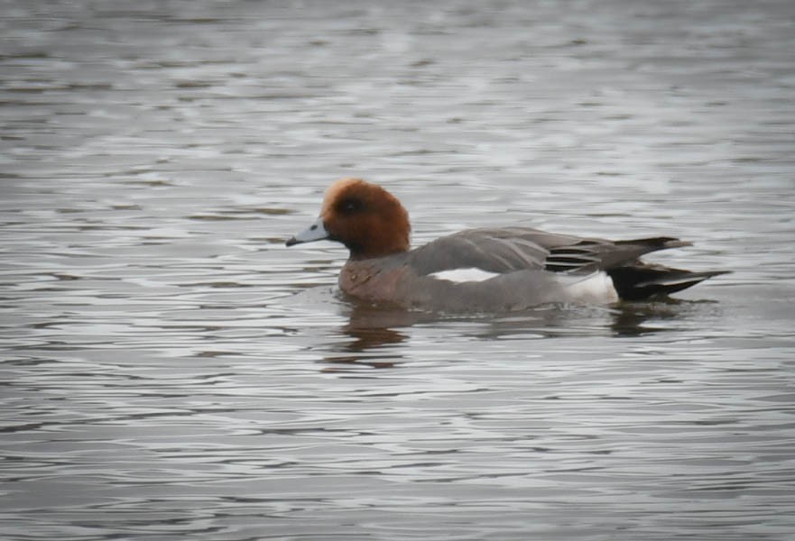 Eurasian Wigeon - ML280816541