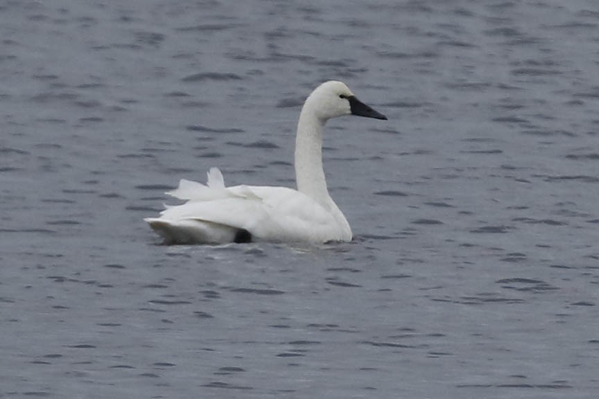 Tundra Swan - ML280817211