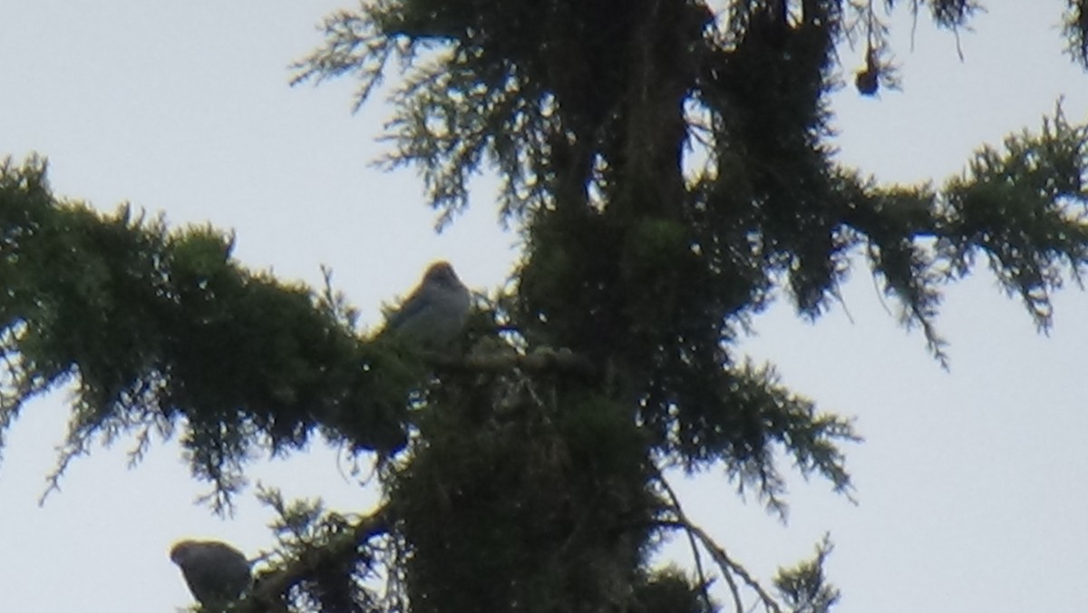 Sayaca Tanager - ML28081761