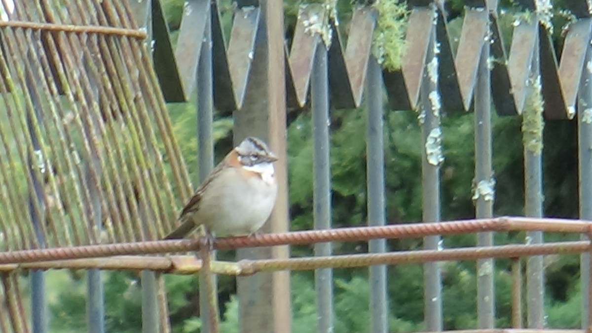Rufous-collared Sparrow - ML28081791