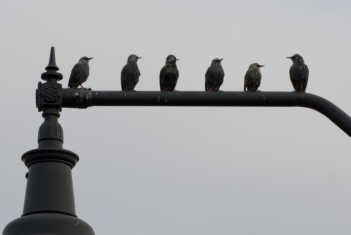 European Starling - ML280819301