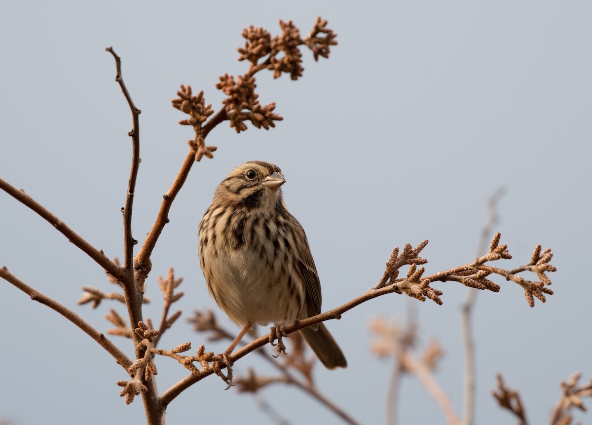 Song Sparrow - ML280819401