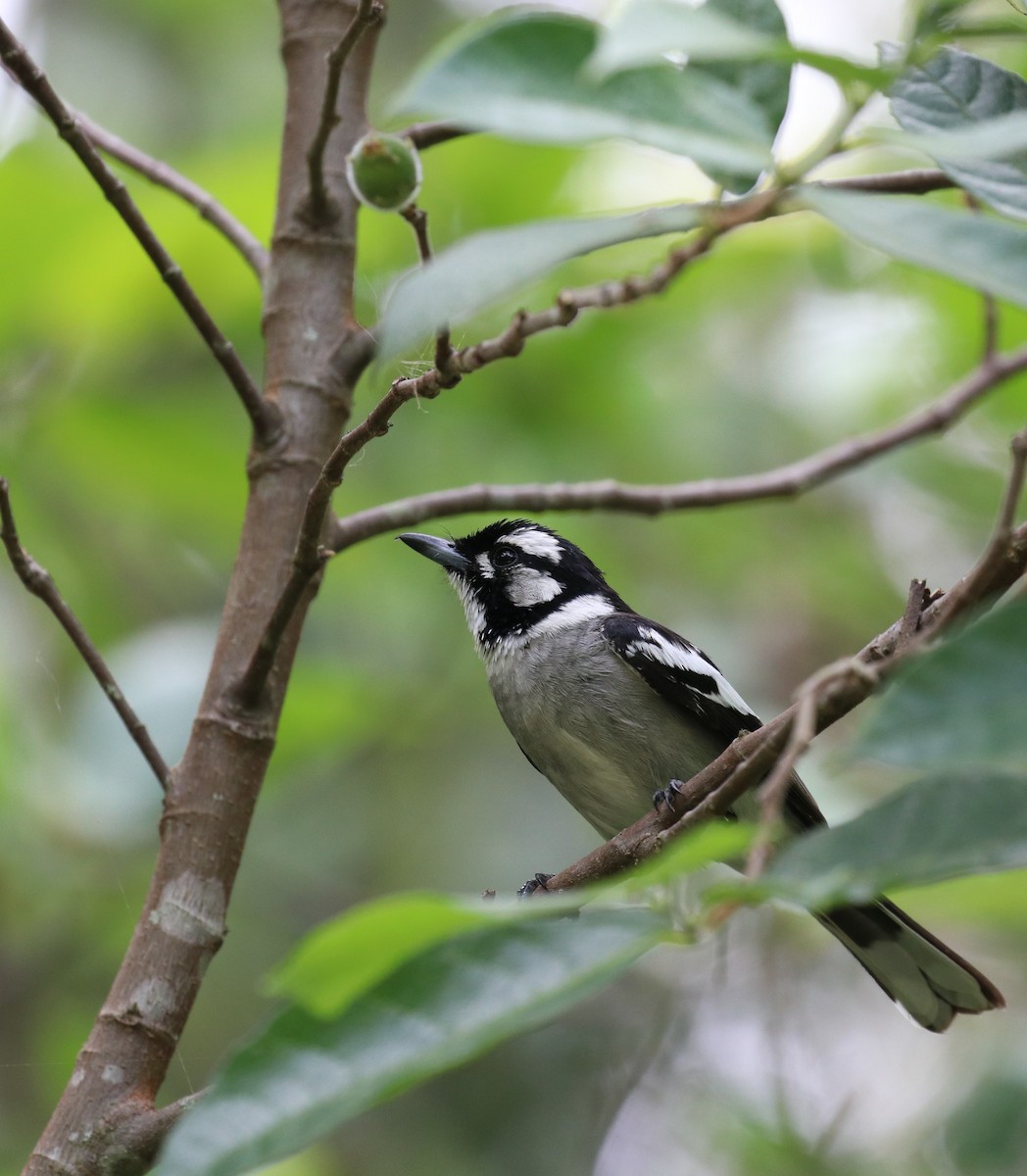 White-eared Monarch - Tim Peisker