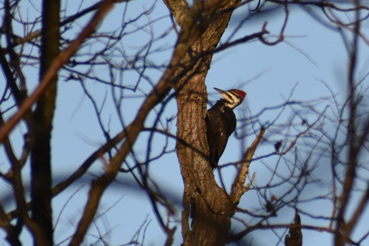 Pileated Woodpecker - ML280822711