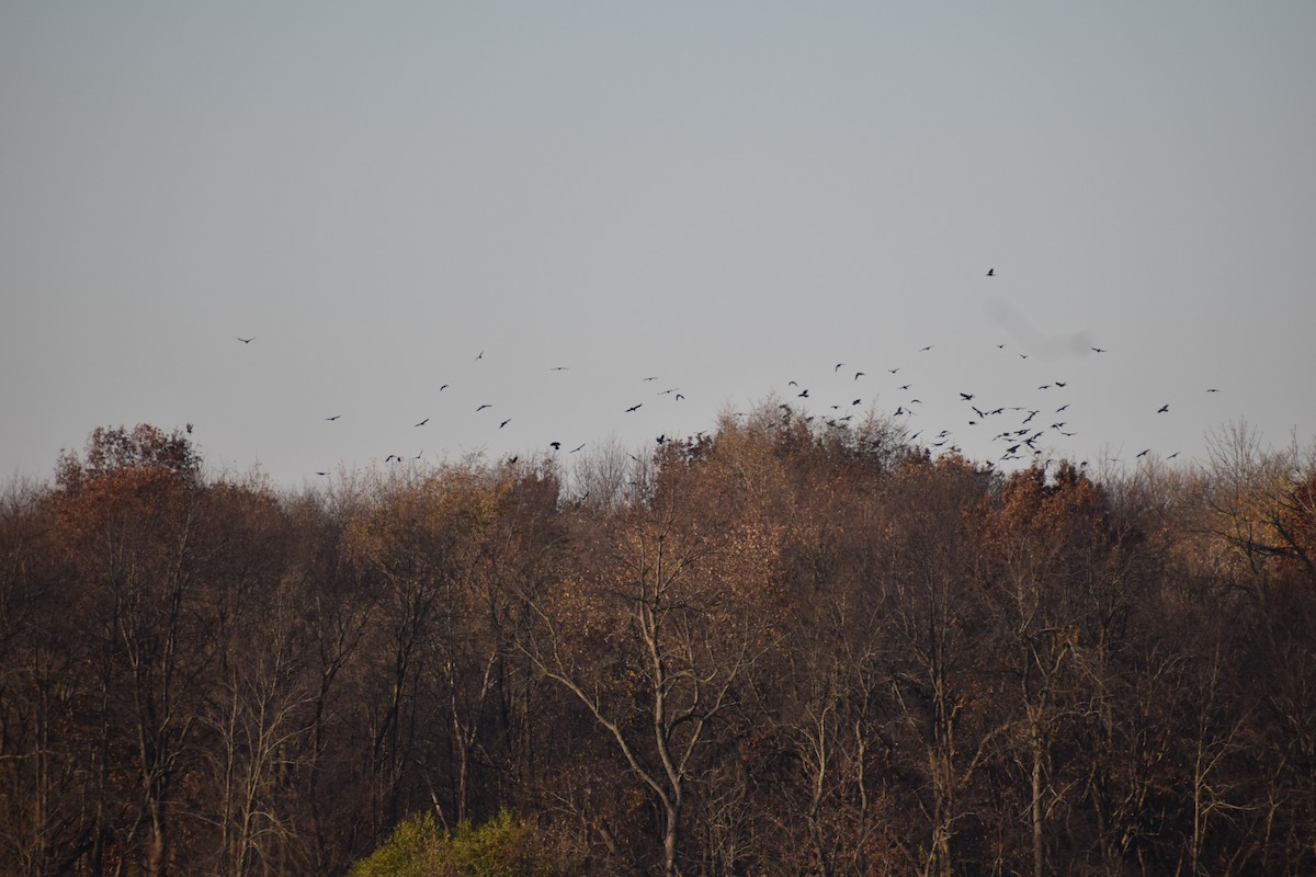 American Crow - ML280822851