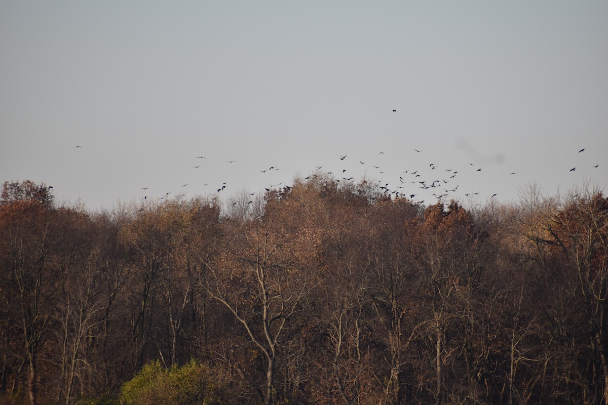 American Crow - ML280822871