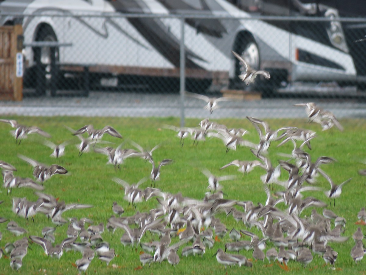 Dunlin - ML280823831