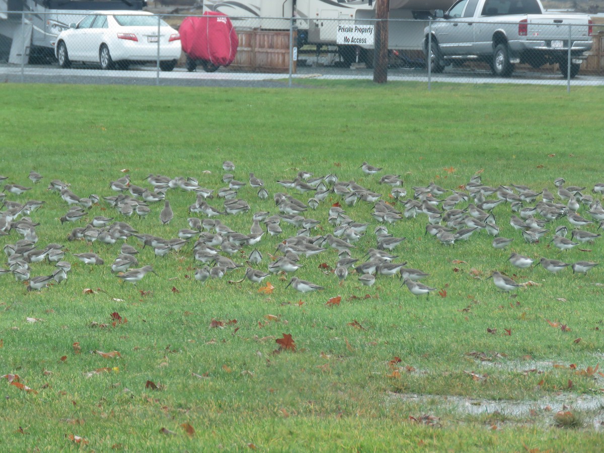 Dunlin - ML280823861