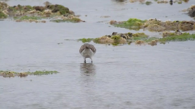 Weißbürzel-Strandläufer - ML280824401