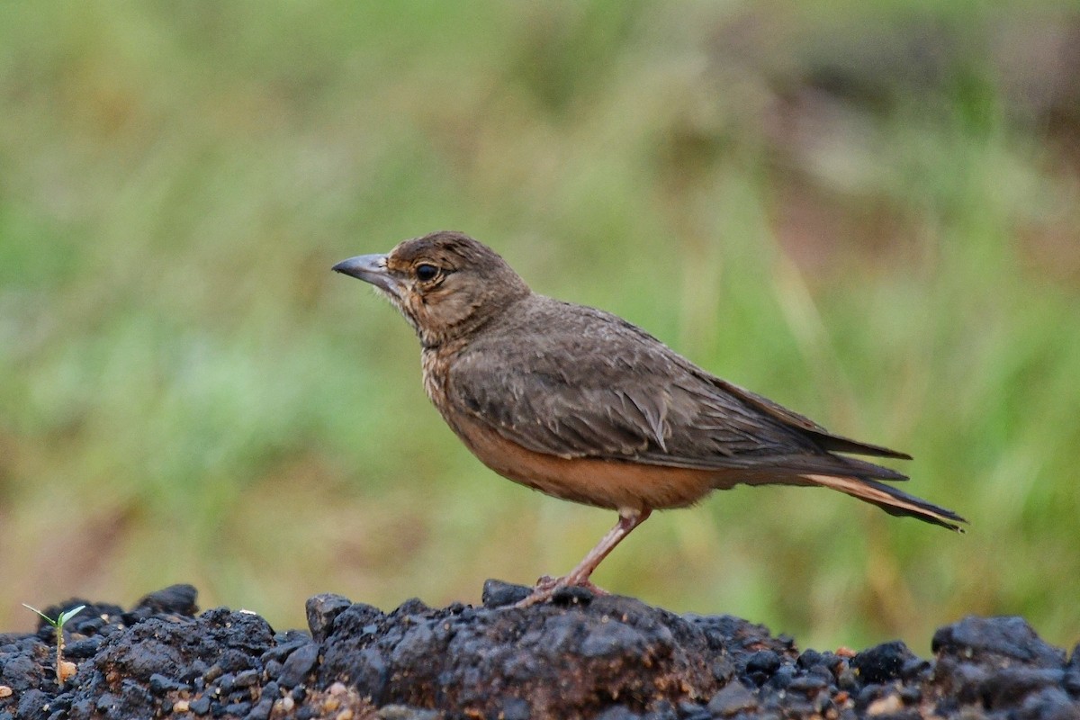 Rufous-tailed Lark - Renuka Vijayaraghavan