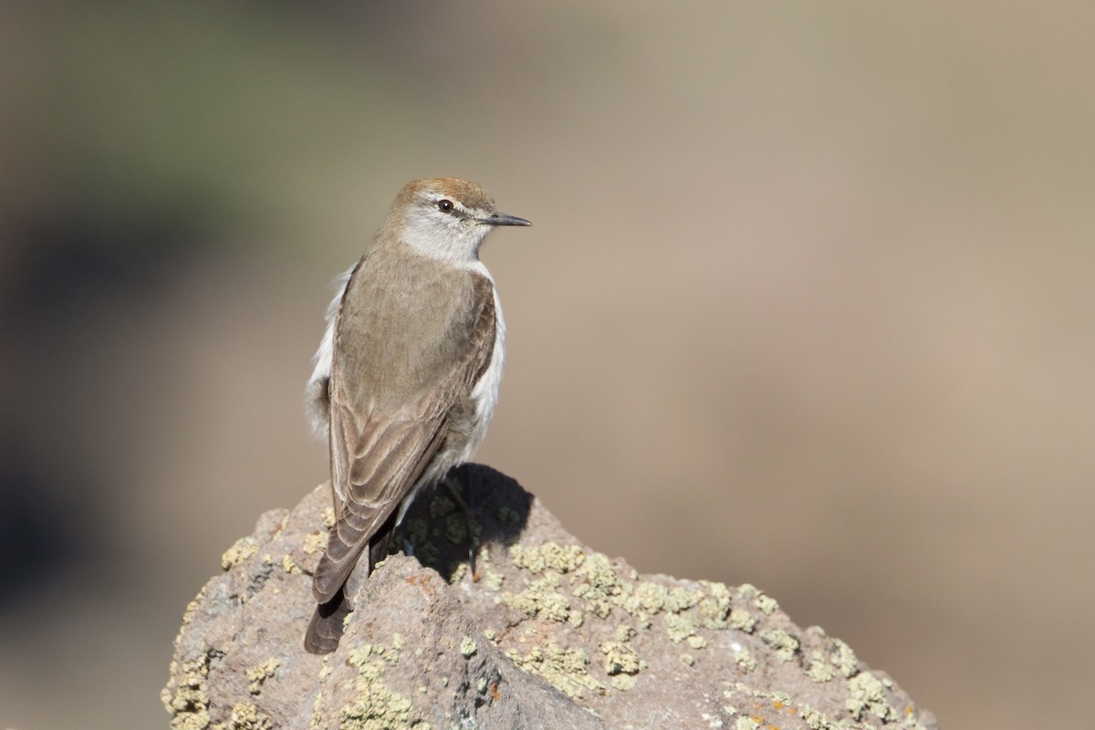 Dormilona Cejiblanca - ML280825551