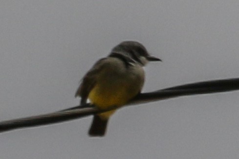 Cassin's Kingbird - ML280825961