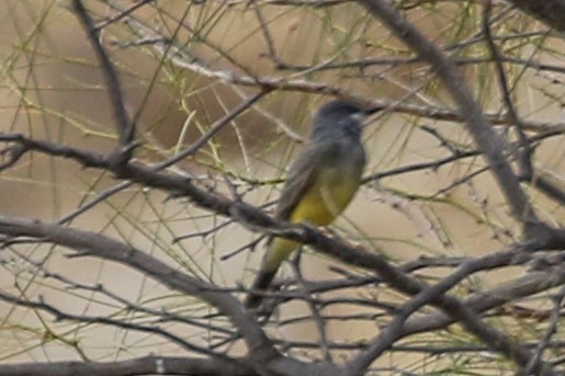 Cassin's Kingbird - ML280825971