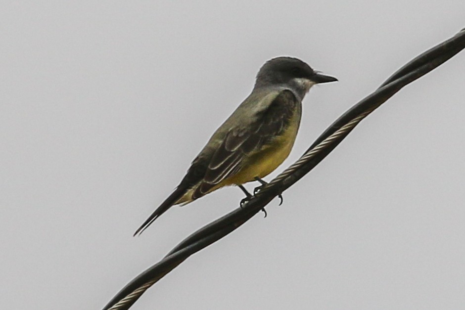 Cassin's Kingbird - ML280825981