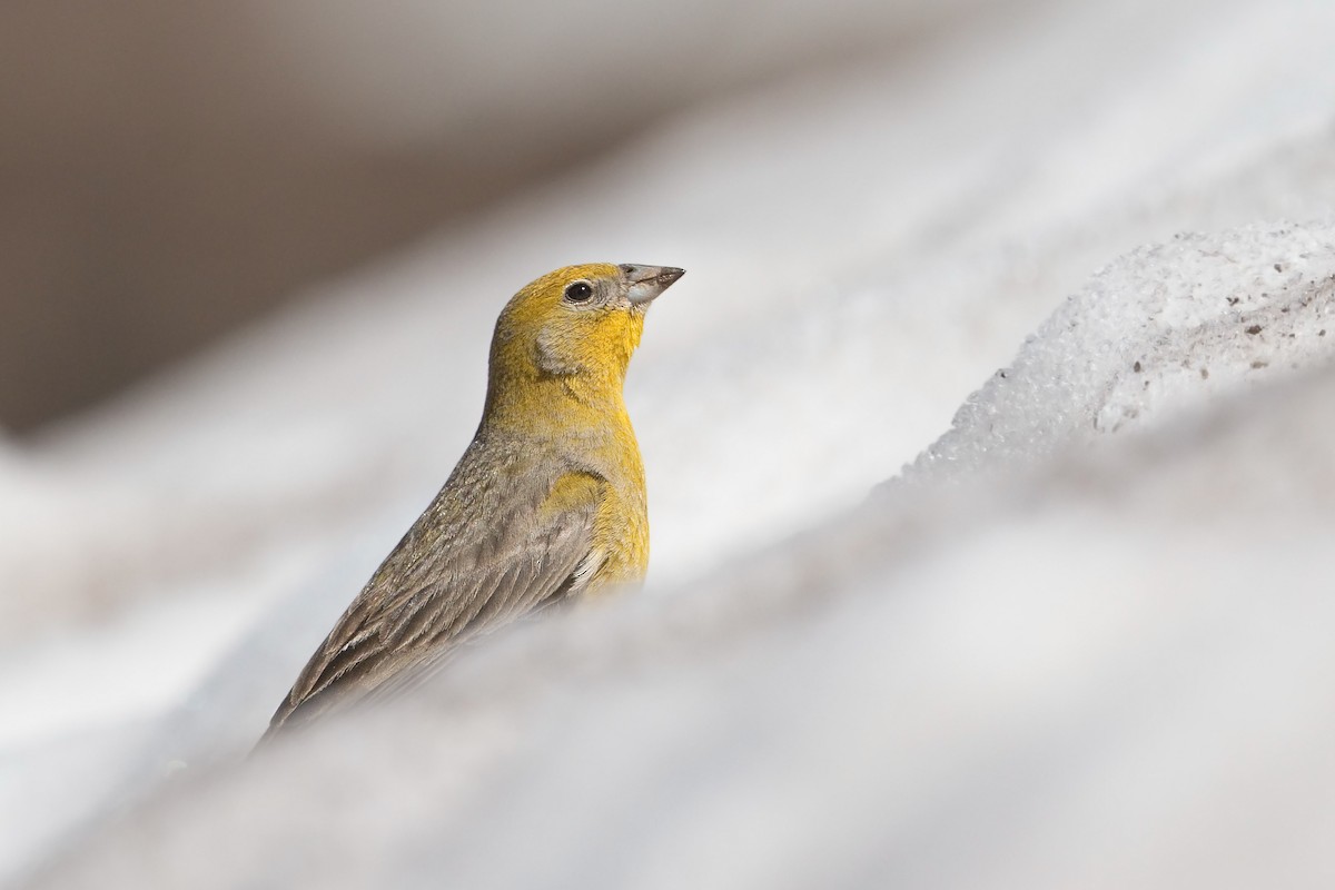 Greater Yellow-Finch - Michel Gutierrez