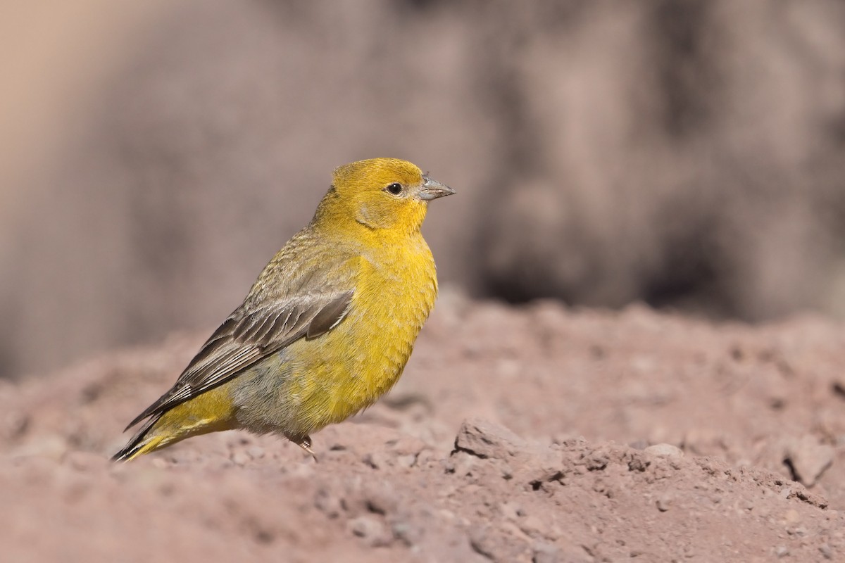 Greater Yellow-Finch - Michel Gutierrez
