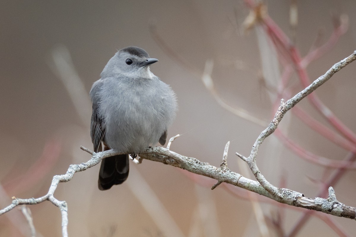 Gray Catbird - Paul Jones