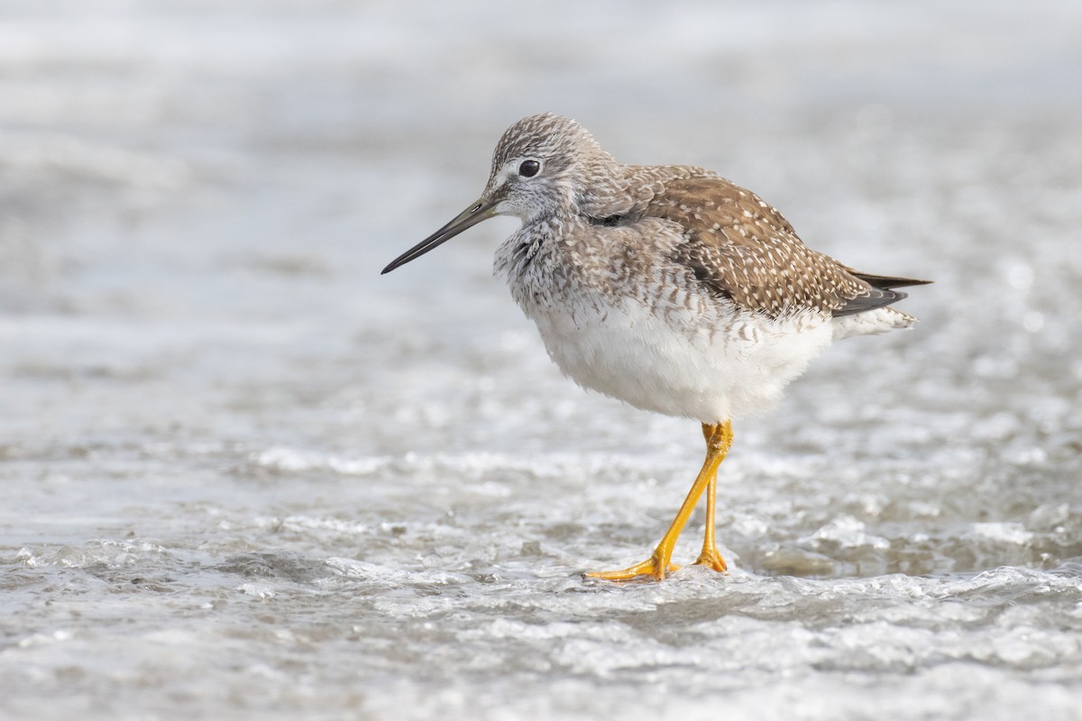 Greater Yellowlegs - Paul Jones