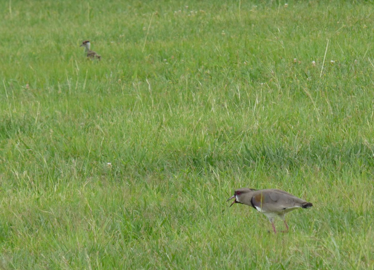 Southern Lapwing - ML280827691