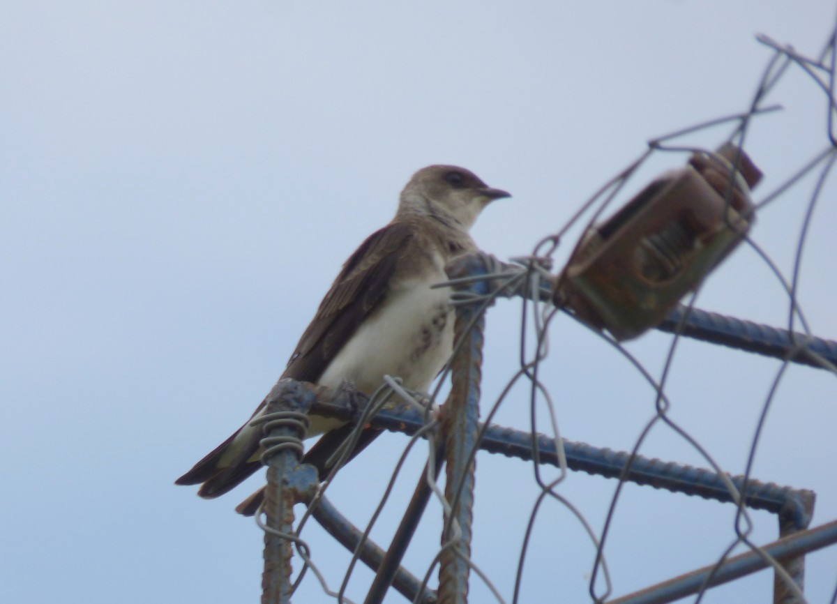 Brown-chested Martin - ML280827841