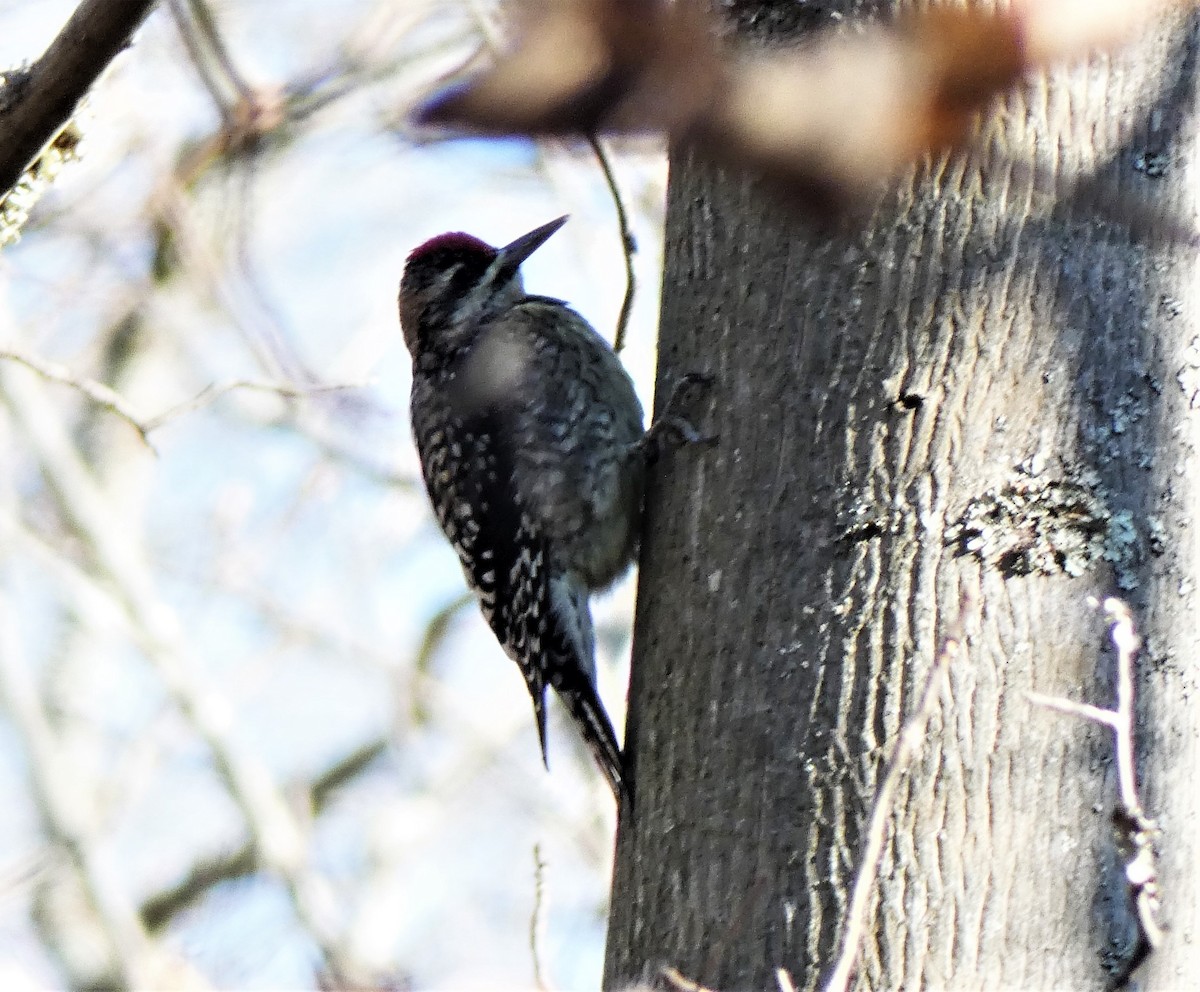 Yellow-bellied Sapsucker - ML280828381