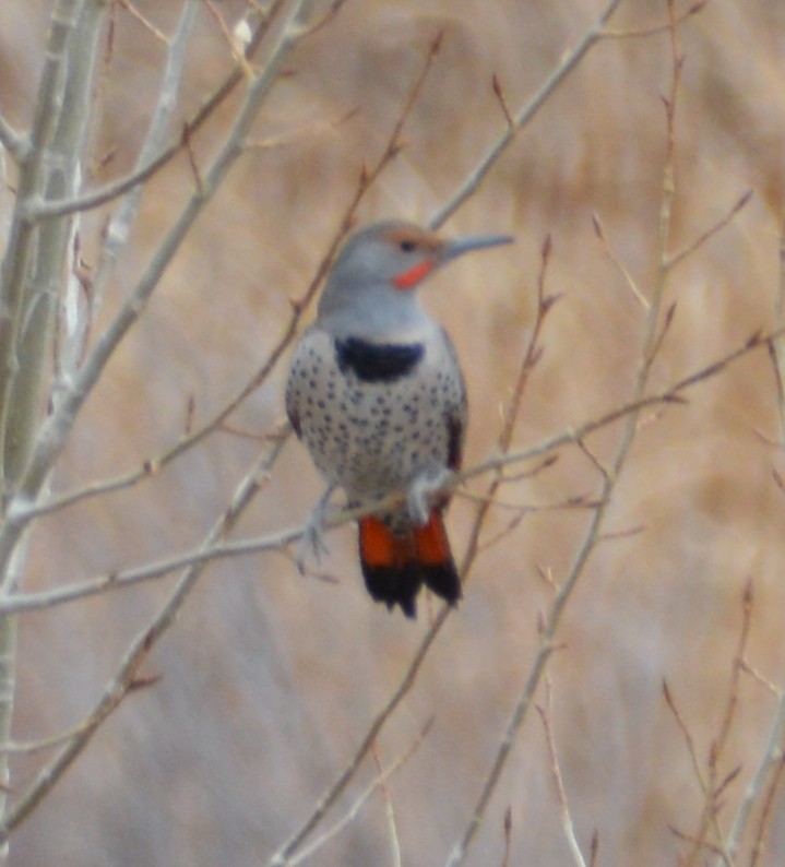 Northern Flicker - ML280828401