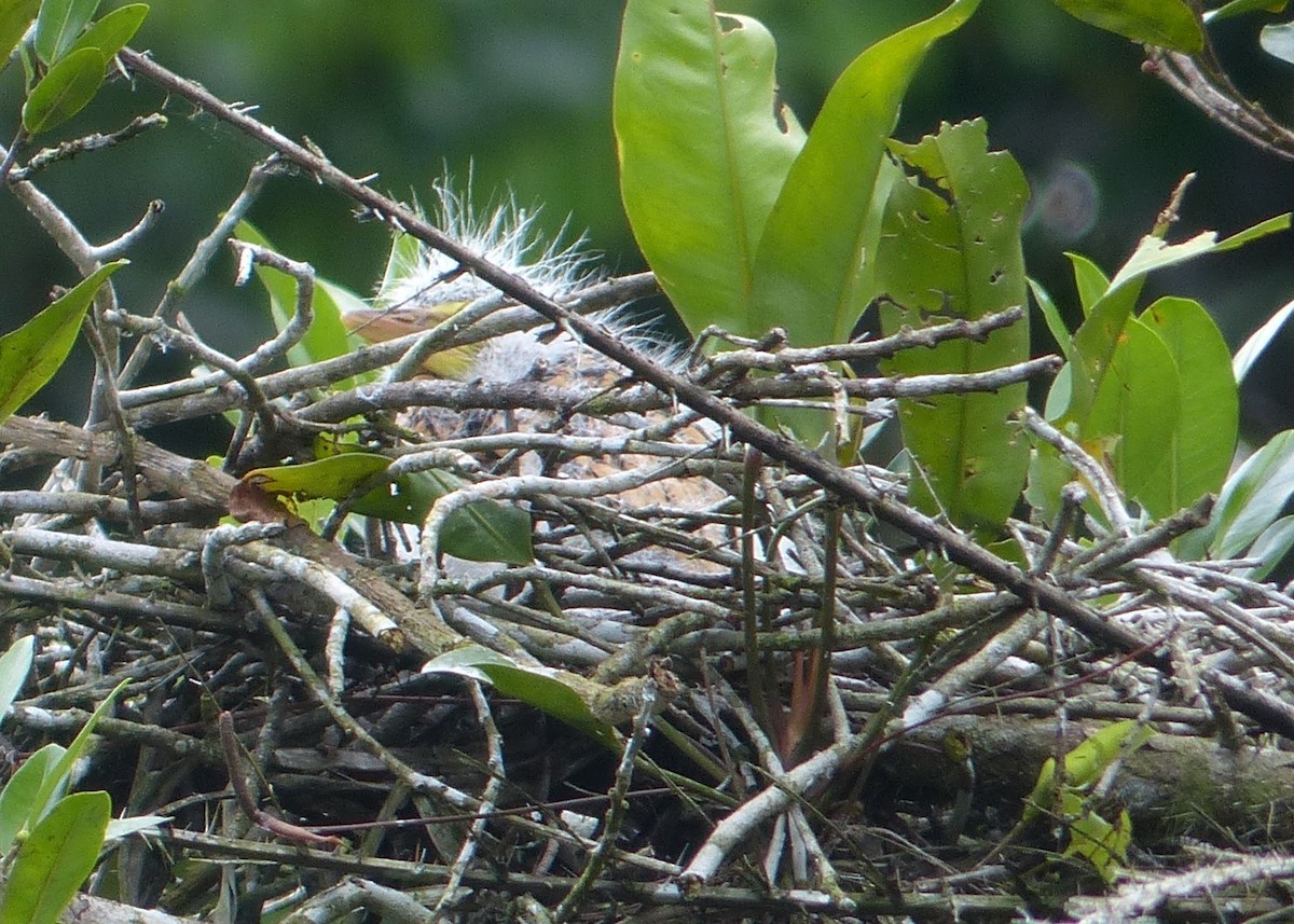 Rufescent Tiger-Heron - ML280828871