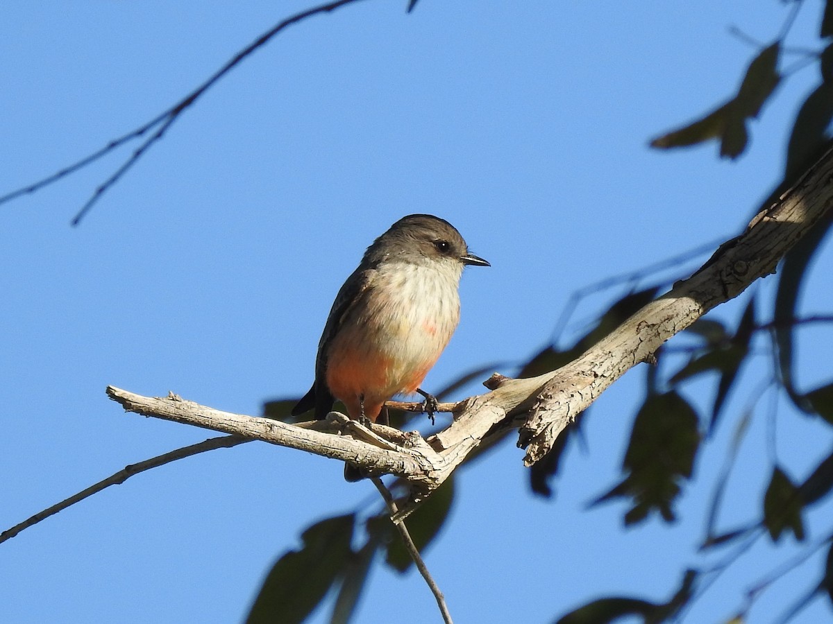 Vermilion Flycatcher - ML280829491