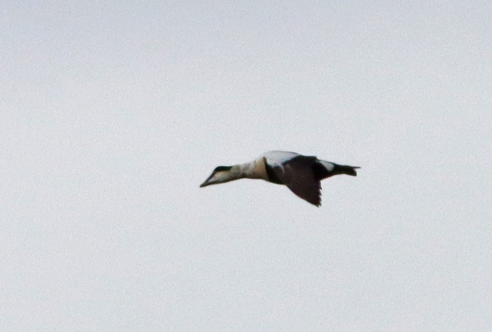 Common Eider - ML280829951