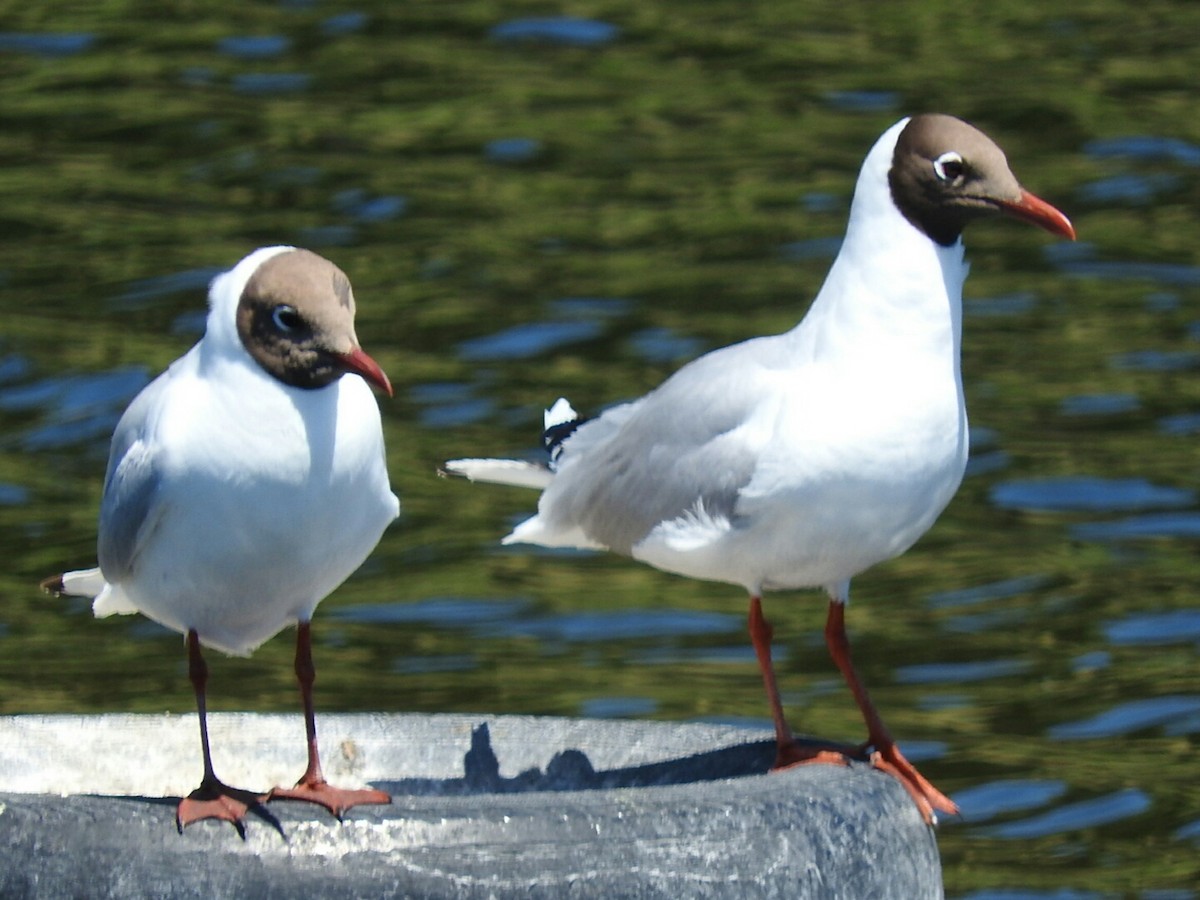 Brown-hooded Gull - ML280830771