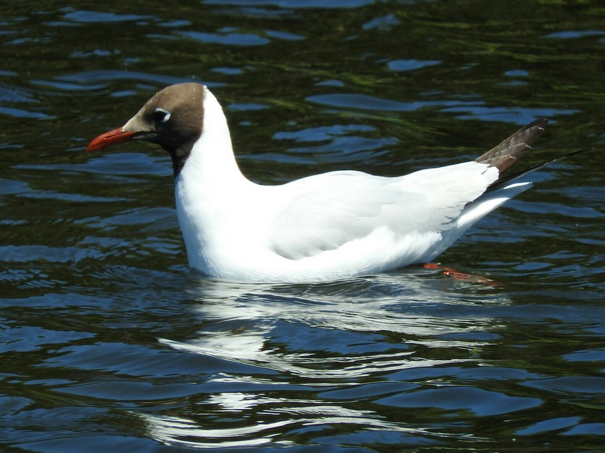 Brown-hooded Gull - ML280830781