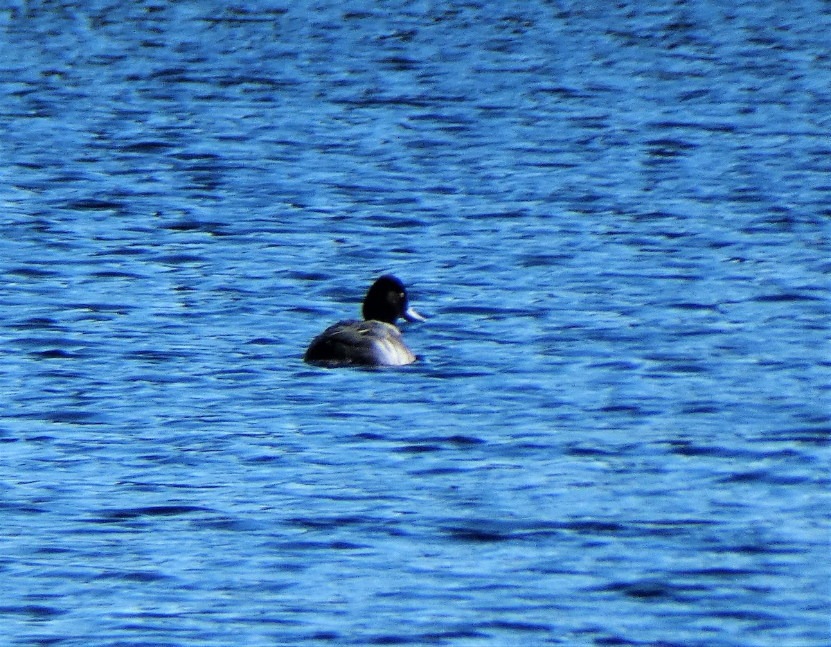 tanımsız ördek (Anatinae sp.) - ML280831571