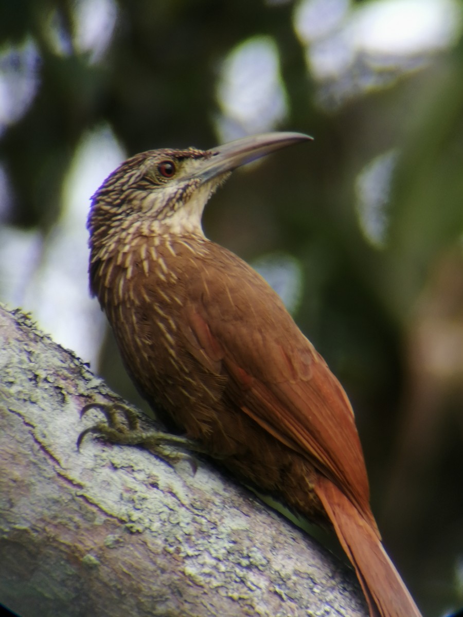 Strong-billed Woodcreeper - ML280833441