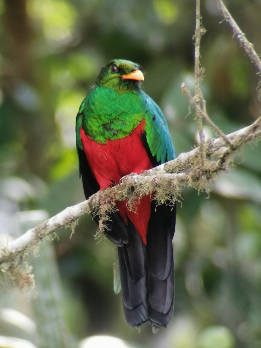 Golden-headed Quetzal - ML280833581