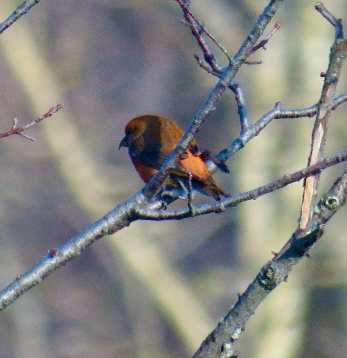 Red Crossbill - ML280835661