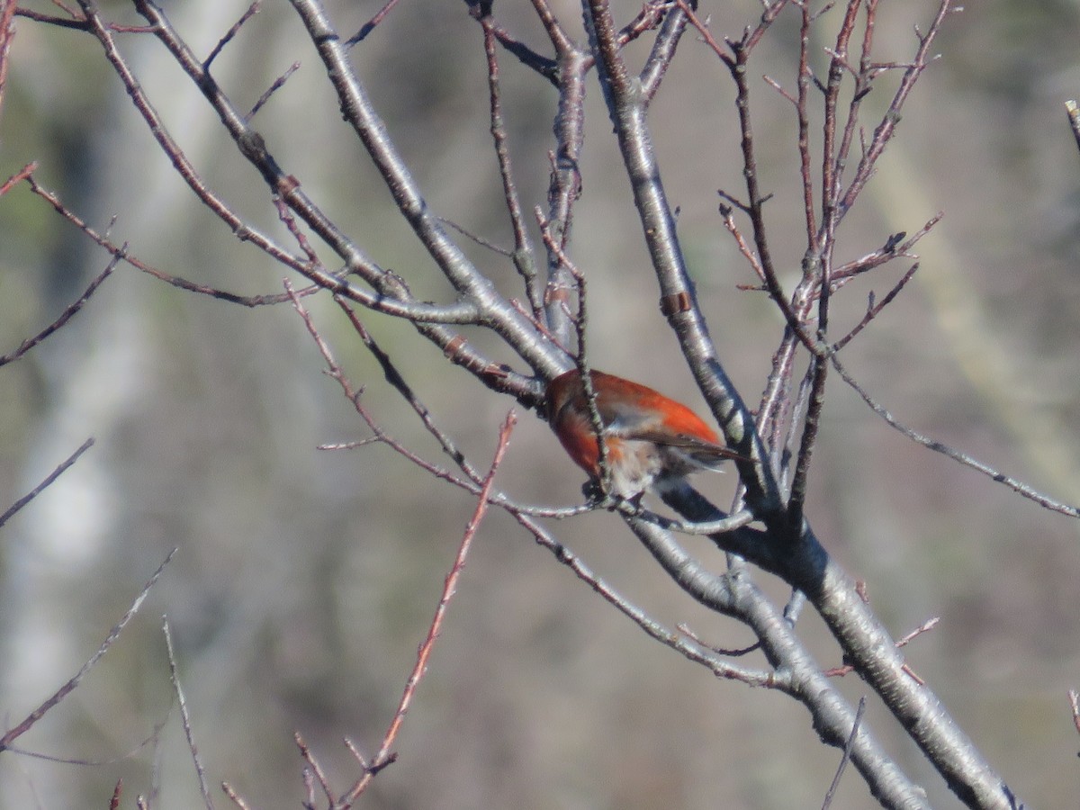 Red Crossbill - ML280835701