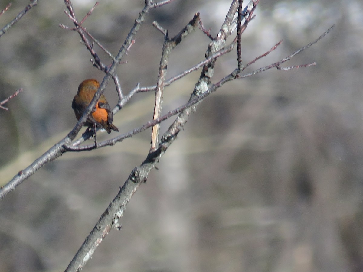 Red Crossbill - ML280835751